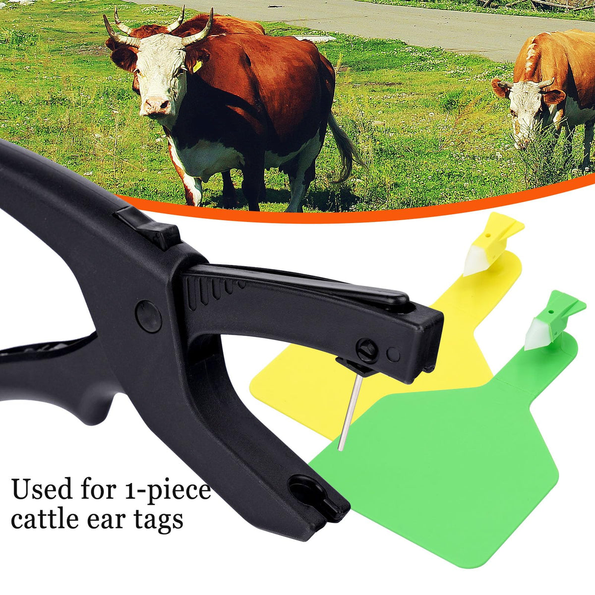Farm animals with vivid blue ear tags for easy identity at a glance