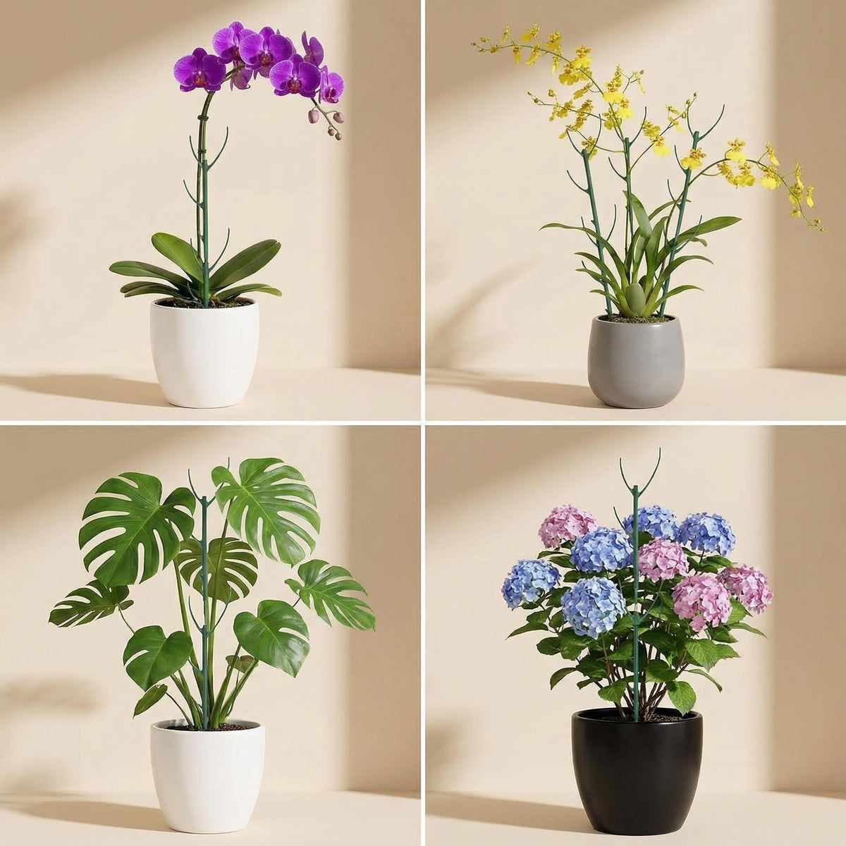 Mufew Monstera and vine support kit with adjustable height options.