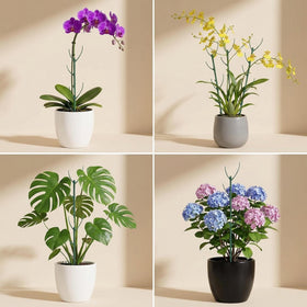 Mufew Monstera and vine support kit with adjustable height options.