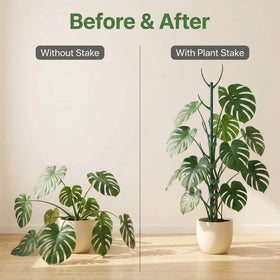 Mufew stem stabilization stake keeps tall stems upright without bending.