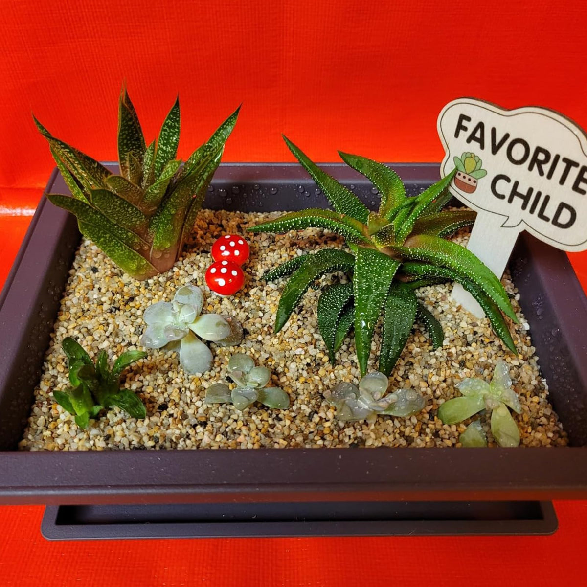 MUKCHAP rectangular bonsai pots suit homes, offices, and gardens.