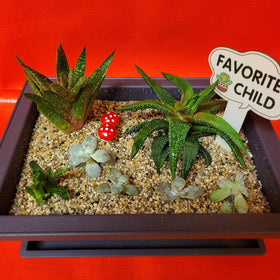 MUKCHAP rectangular bonsai pots suit homes, offices, and gardens.