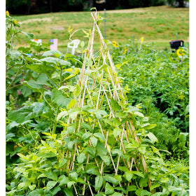Mulctun extendable trellis for climbing plants keeps peas and beans organized.