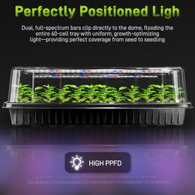 Mulctun humidity-dome over seedlings helps maintain steady moisture levels.