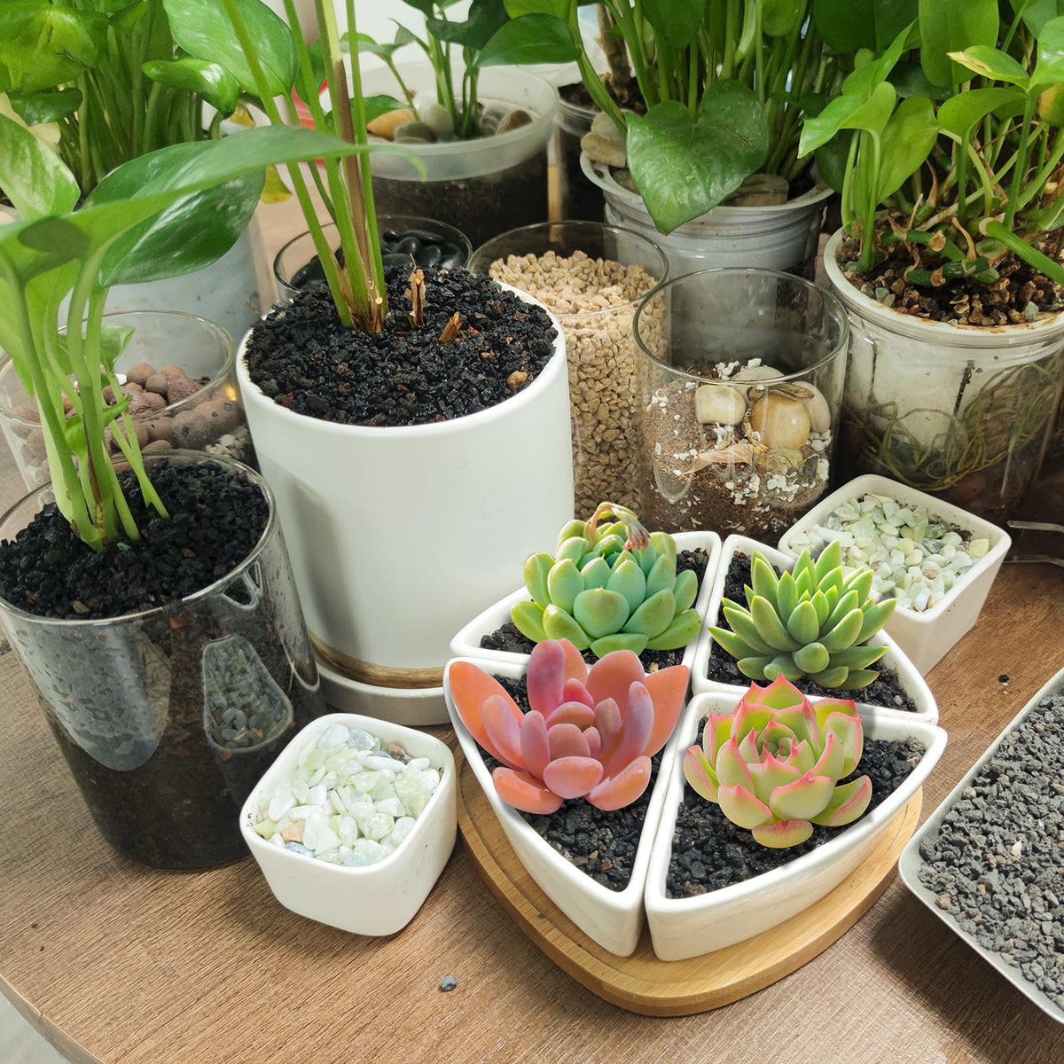 Mulctun lava rock succulent soil amendment supports better root drainage.
