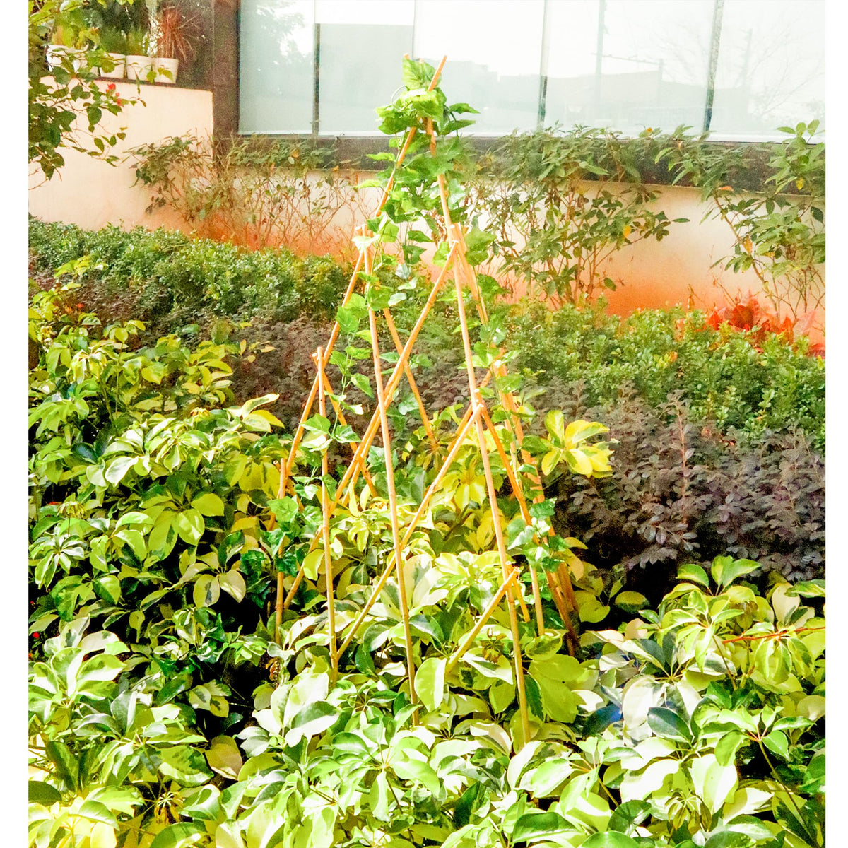 Mulctun multipurpose climbing-plant trellis works for beans, cucumbers, roses.
