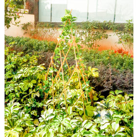 Mulctun multipurpose climbing-plant trellis works for beans, cucumbers, roses.