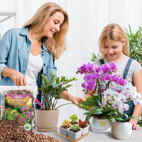 Mulctun orchid mix helps prevent waterlogging while supporting robust root growth.