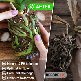 Mulctun orchid mix with perlite improves moisture balance for epiphytes.