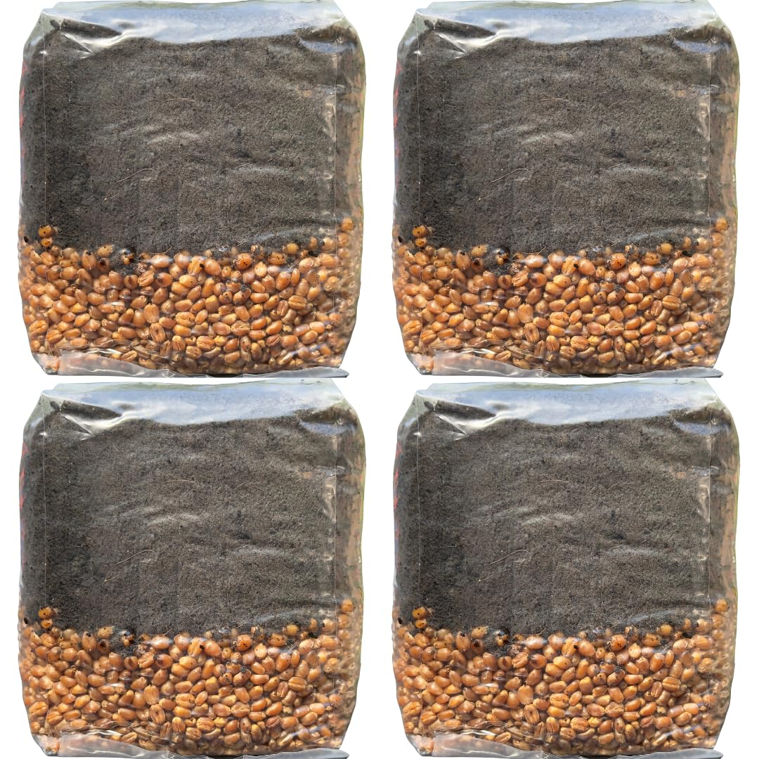 MushroomSpawnStore grain-and-manure bag supports robust mushroom growth.