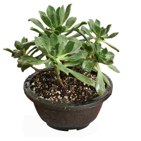 MUZHI 12-pack round planter with grid drainage, ideal for mixed succulent and cactus displays
