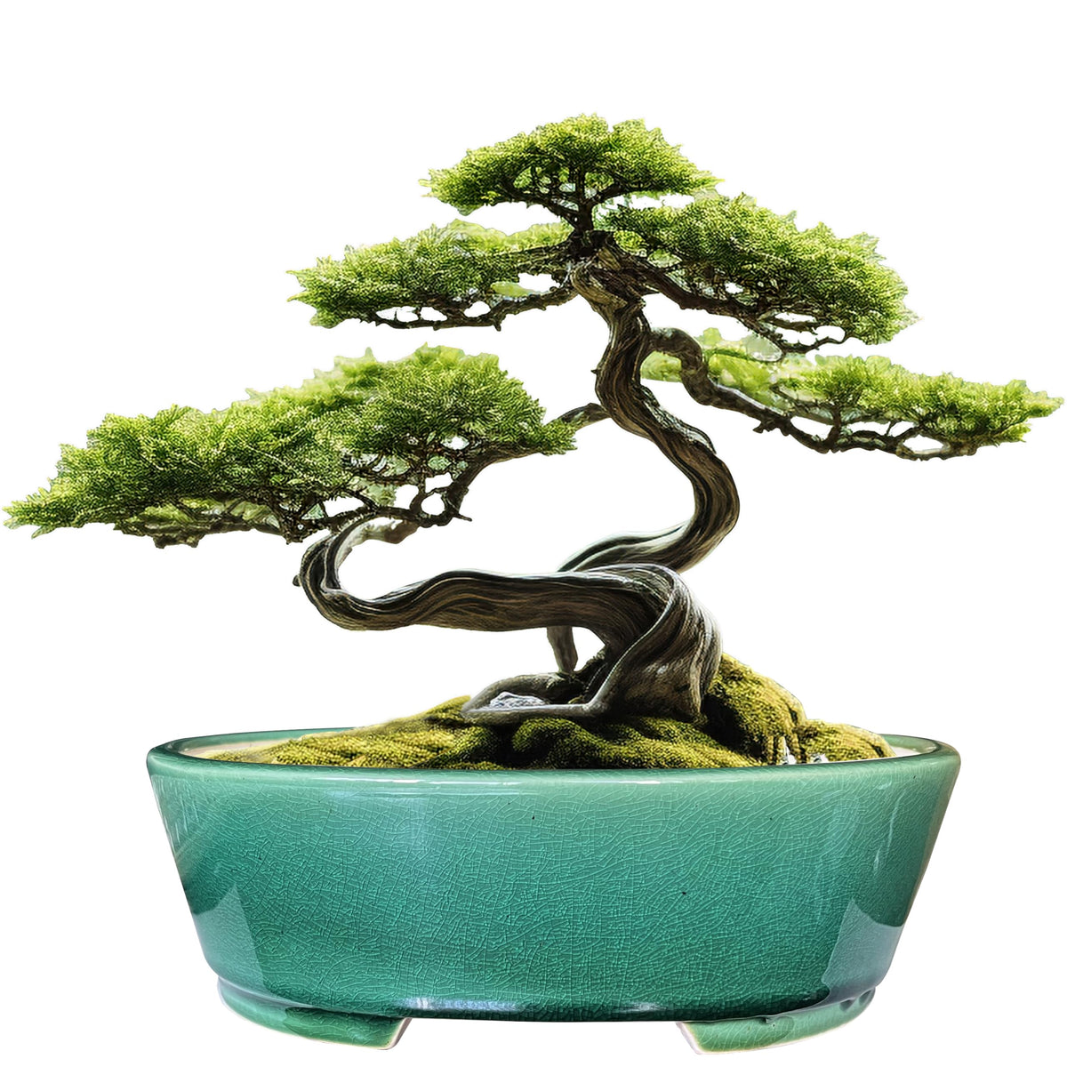 MUZHI 9-inch oval green bonsai pot with humidity tray for healthy roots.