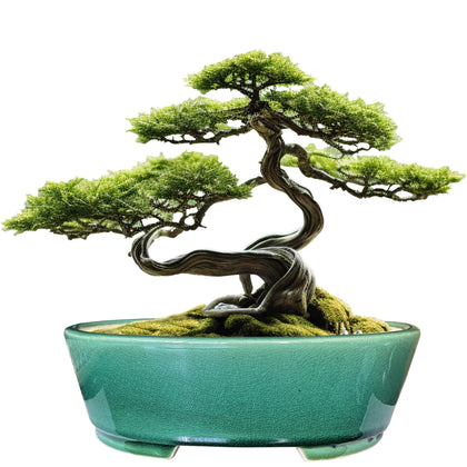 MUZHI 9-inch oval green bonsai pot with humidity tray for healthy roots.