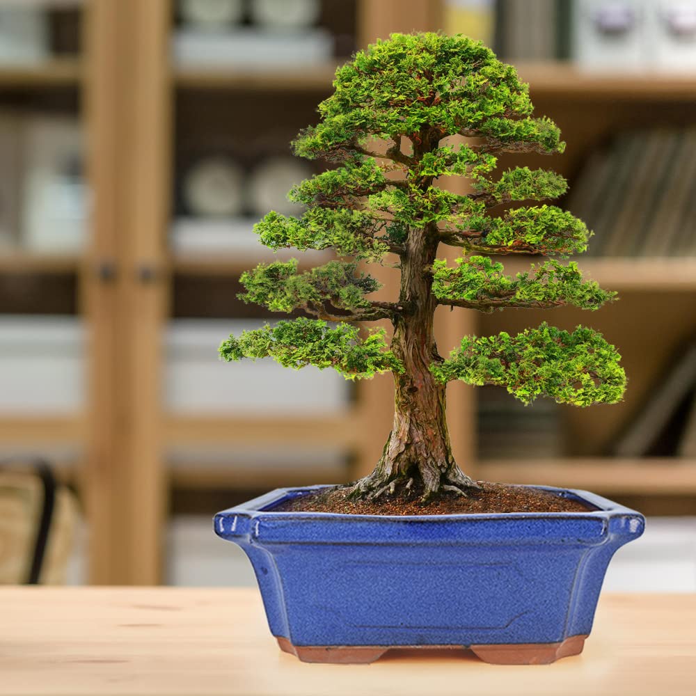 MUZHI blue glazed bonsai setup shown in modern home décor