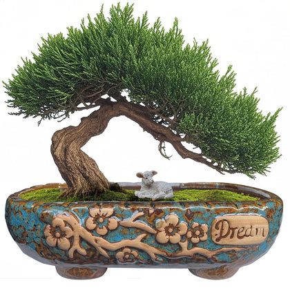 MUZHI rectangular 9.5-inch bonsai planter with glazed blue-brown finish for rustic indoor display.
