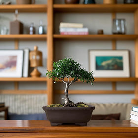 MUZHI bonsai pot in use with juniper or ficus for compact display.