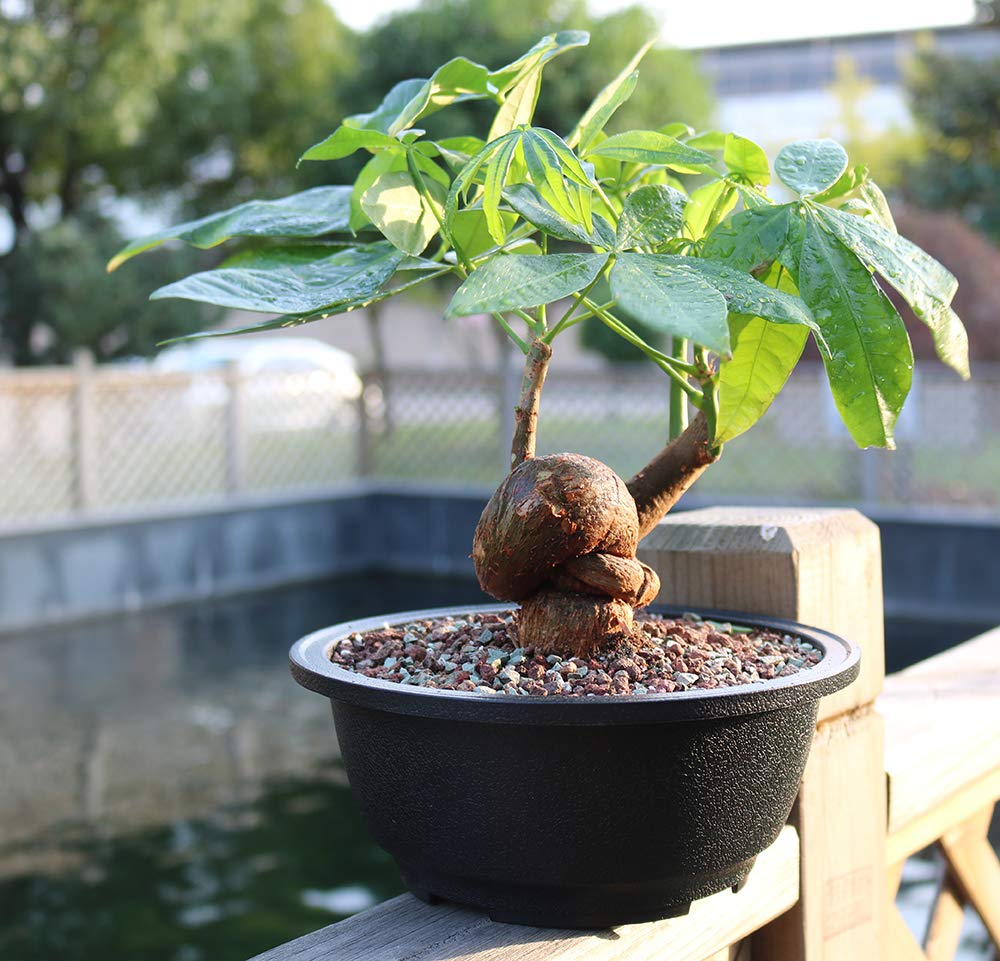 MUZHI 12-pack bonsai bowls ideal for versatile arrangements