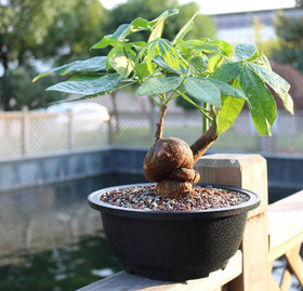 MUZHI 12-pack bonsai bowls ideal for versatile arrangements
