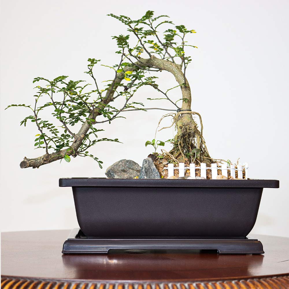 MUZHI eco-friendly PP plastic planters suitable for bonsai.