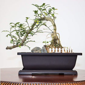 MUZHI eco-friendly PP plastic planters suitable for bonsai.