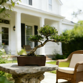 MUZHI bonsai pot packaged as a refined gift for plant lovers.
