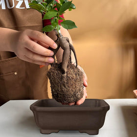 MUZHI humidity tray and mesh pad included for moisture management.