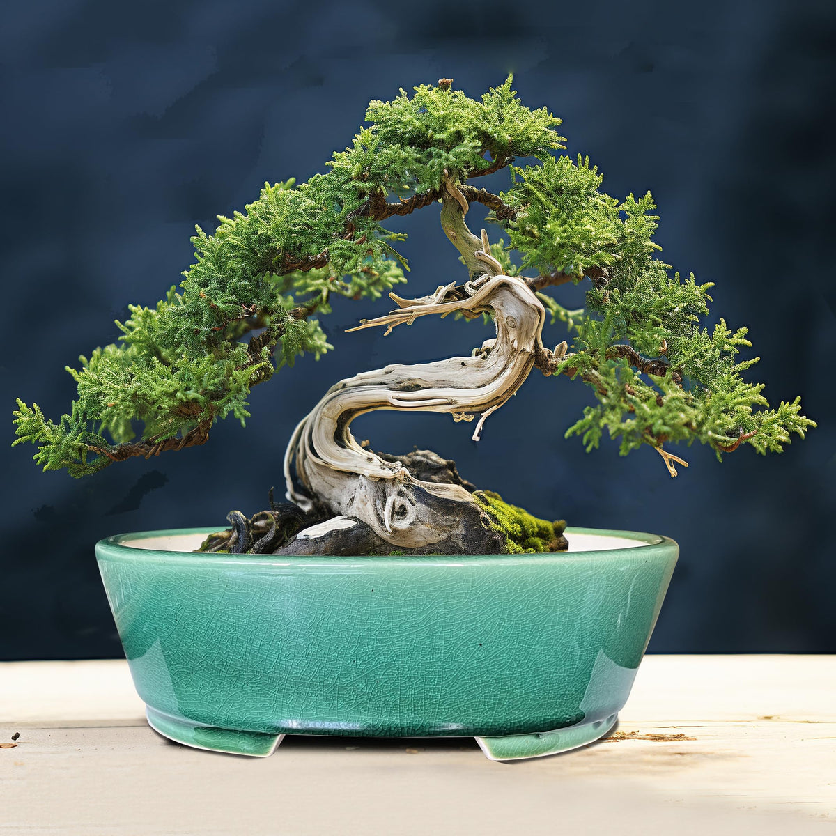MUZHI oval planter suited for bonsai, ficus, juniper, and succulents.