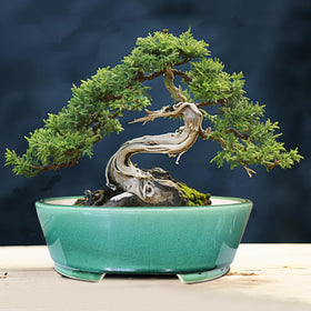 MUZHI oval planter suited for bonsai, ficus, juniper, and succulents.