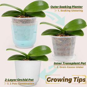 MUZHI orchid care planter set suitable for Phalaenopsis and Dendrobium orchids