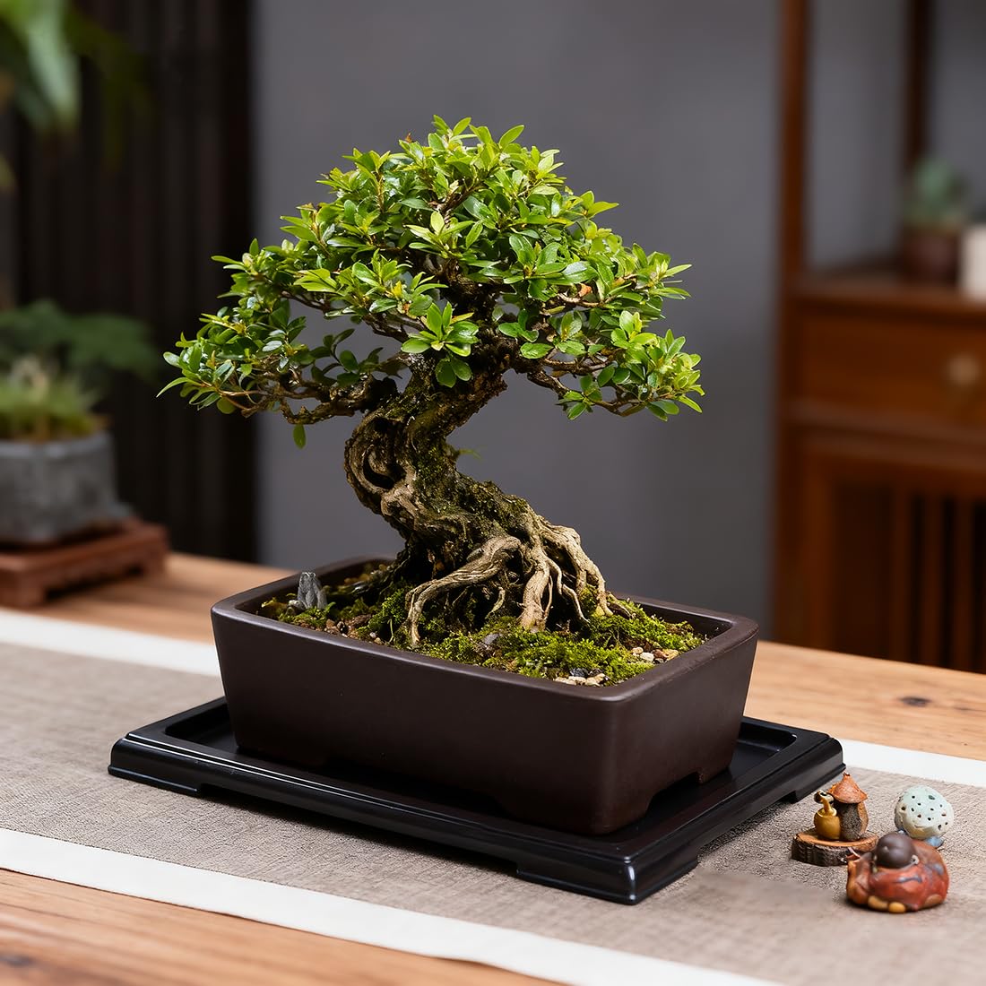 MUZHI rectangle bonsai pot on wood table complements decor.