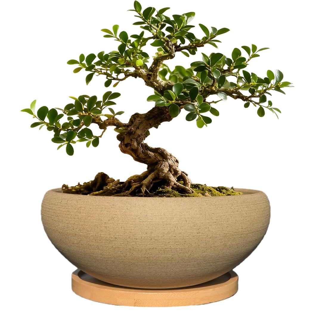 MUZHI round unglazed ceramic bonsai pot with bamboo tray for neat home display