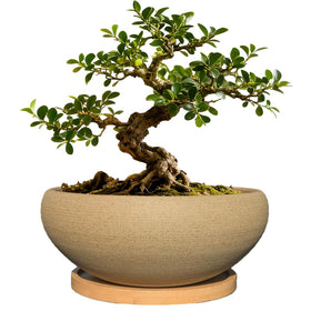 MUZHI round unglazed ceramic bonsai pot with bamboo tray for neat home display