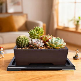MUZHI pot ideal for succulents and ferns in indoor settings.