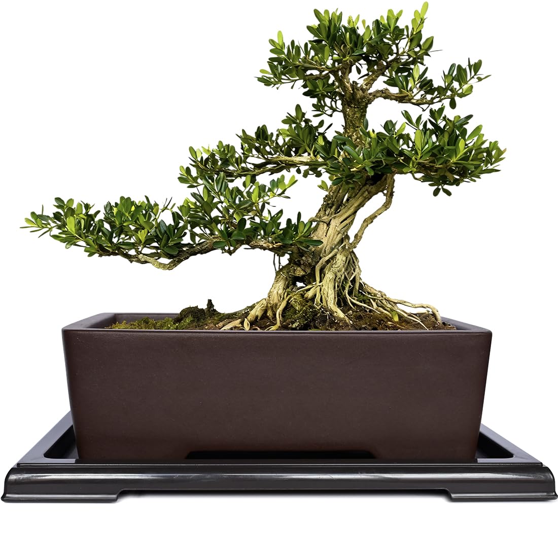 MUZHI Unglazed Zisha rectangle bonsai pot promotes healthy root breathability.