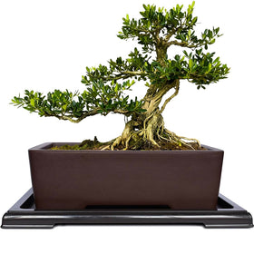 MUZHI Unglazed Zisha rectangle bonsai pot promotes healthy root breathability.