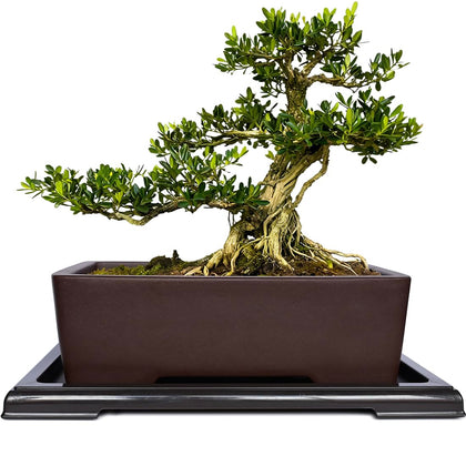 MUZHI Unglazed Zisha rectangle bonsai pot promotes healthy root breathability.