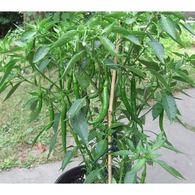 My Favorite Deals chili plant in pot or soil, showcasing easy cultivation and disease resistance.