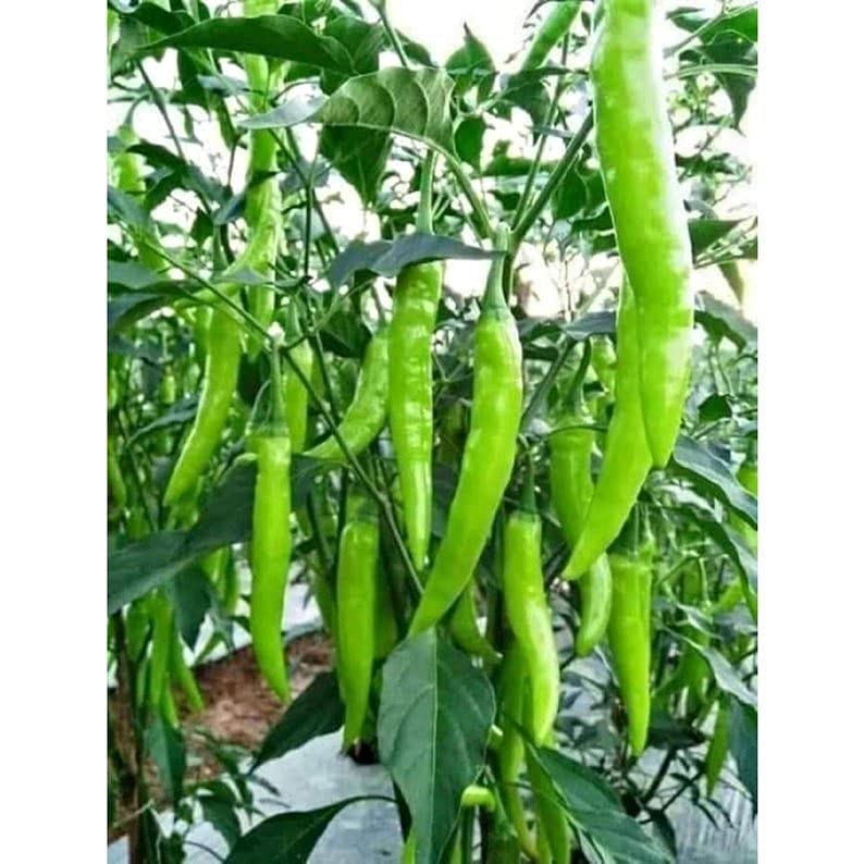My Favorite Deals Indian hot chili seeds in a 25-pack, ideal for quick home garden starts.