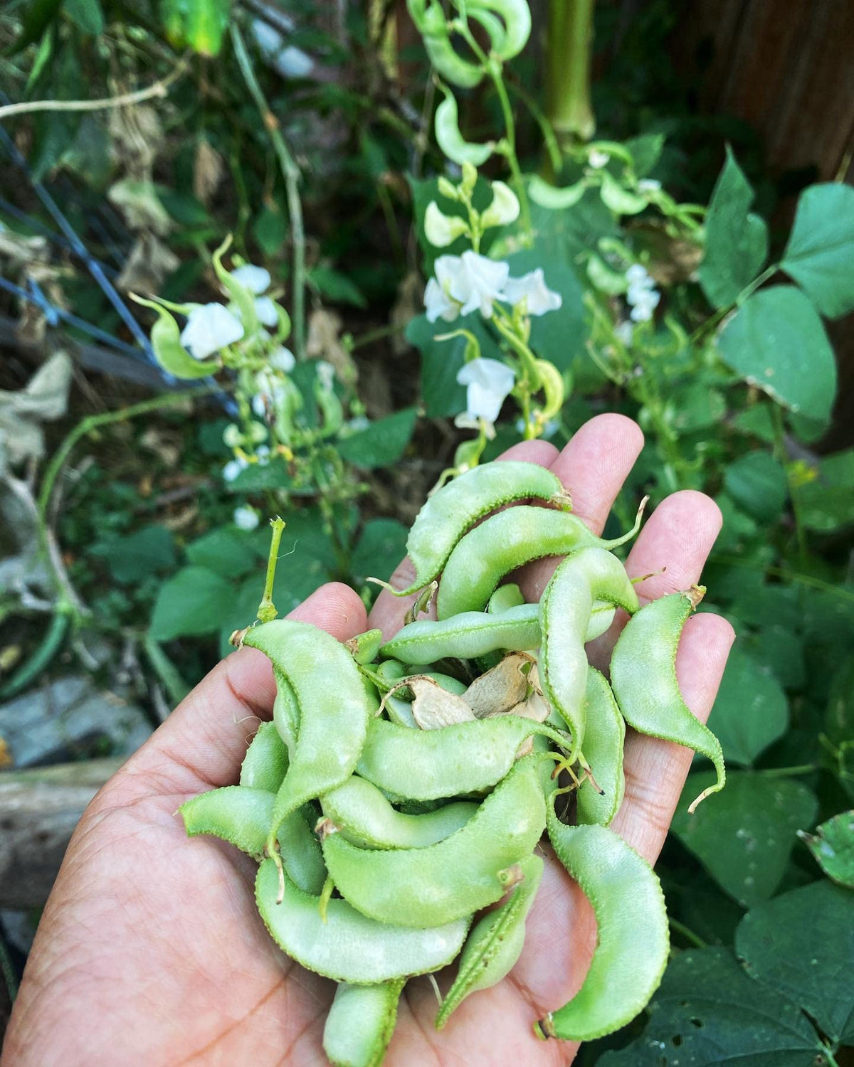 My Favorite Deals Surti Papdi seeds closeup showing easy-to-grow variety