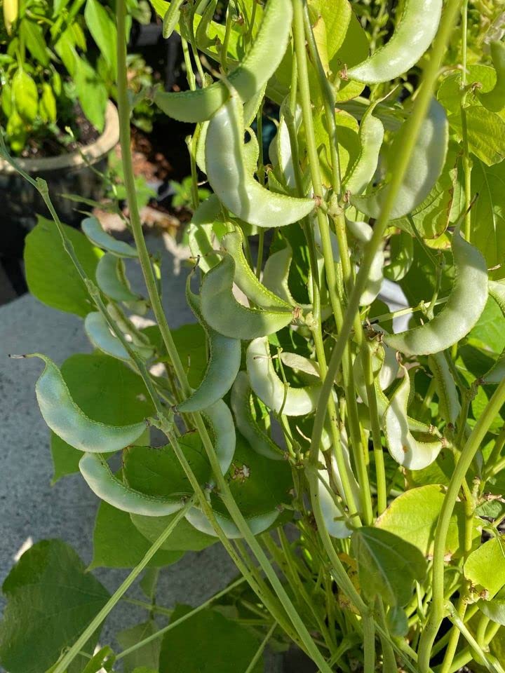 My Favorite Deals Surti Papdi seeds in pot, ideal for container gardening