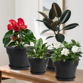 Myfeegoin black 13 inch plant pot adds modern style