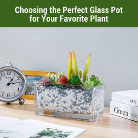 MyGift rectangular glass terrarium setup with clear contents for stylish display