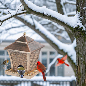 MYITYARD durable feeder invites cardinals and robins to your yard