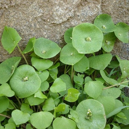MYS Claytonia perfoliata seeds pack for Miner’s Lettuce, ideal for fresh salads.