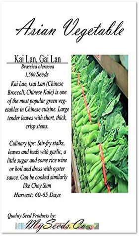 MySeeds.Co Kai Lan seeds close-up for fast germination and sturdy growth.