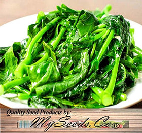 MySeeds.Co Kai Lan seeds ready for planting and quick harvest cycles.