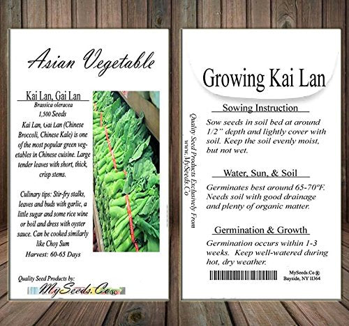 MySeeds.Co Kai Lan seeds with large leaves and crisp stems for meals.