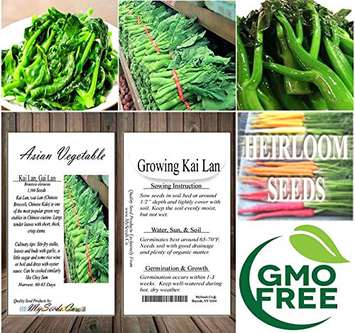 MySeeds.Co Kai Lan seeds non-GMO option for clean, homegrown greens.