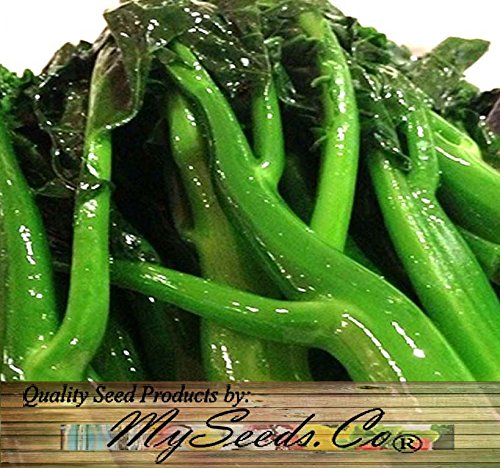 MySeeds.Co Kai Lan seeds in sunlit garden ideal for year-round planting.