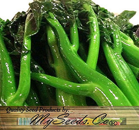 MySeeds.Co Kai Lan seeds in sunlit garden ideal for year-round planting.